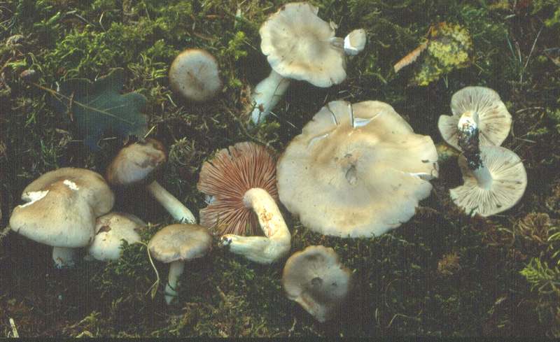 Entoloma